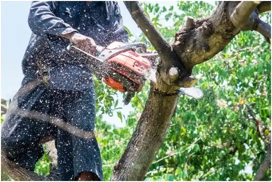 tree services Río Cañas Abajo